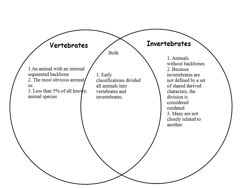 Flow Chart Of Vertebrates And Invertebrates